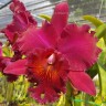 Орхидея Cattleya Chia Lin (отцвела)   
