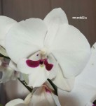 Орхидея Phalaenopsis Reyoung Prince, Big Lip 