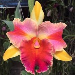 Орхидея Rlc Amazing Thailand (отцвела)     