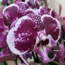 Орхидея Phalaenopsis Nantes (отцвёл)