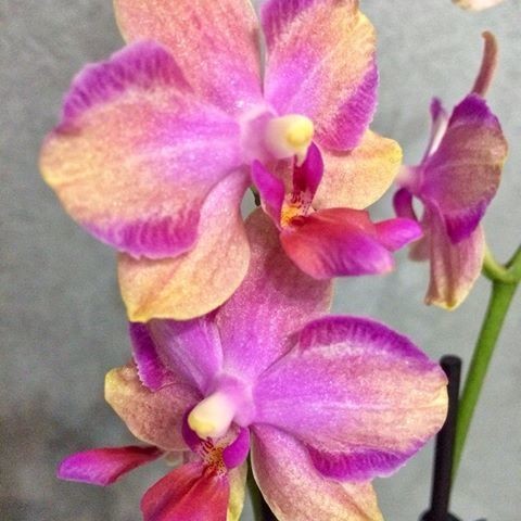 Орхидея Phalaenopsis Taisuco Jasper (отцвел)  