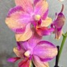Орхидея Phalaenopsis Taisuco Jasper (отцвел)  