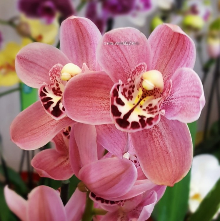 Орхидея Cymbidium 'Sakura', midi 