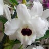 Орхидея Dendrobium nobile 'Dark Eye' (отцвел, деленка)