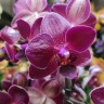Орхидея Phalaenopsis Reduction, multiflora (отцвел)