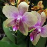 Орхидея Phalaenopsis Sandra (отцвел)