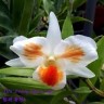 Орхидея Dendrobium Frosty Dawn 'Eye' (еще не цвел)