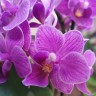 Орхидея Phalaenopsis Tynion, multiflora (отцвел)