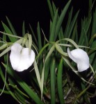 Орхидея Brassavola nodosa (отцвела)            