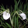Орхидея Brassavola nodosa (отцвела)            