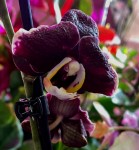 Орхидея Phalaenopsis Black   