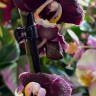 Орхидея Phalaenopsis Black (отцвел)