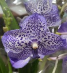 Орхидея Vanda  