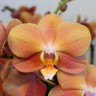Орхидея Phalaenopsis Monaco, midi (отцвел, УЦЕНКА)