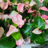 Anthurium Pearl Matata  