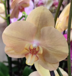 Орхидея Phalaenopsis Golden River (отцвел)