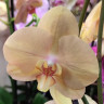 Орхидея Phalaenopsis Golden River (отцвел)