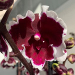 Орхидея Phal.Black Peacock 'Panda', Big Lip (отцвёл, РЕАНИМАШКА)