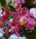 Орхидея Phalaenopsis Lianher Happy Star peloric, mini (отцвел)