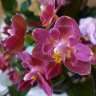 Орхидея Phalaenopsis Lianher Happy Star peloric, mini (отцвел)