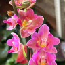 Орхидея Phalaenopsis Lianher Happy Star peloric, mini (отцвел)