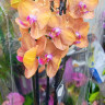 Орхидея Phalaenopsis Bologna 