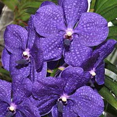 Орхидея Vanda Patchara Delight (отцвела)