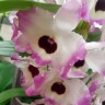Орхидея Dendrobium nobile Lucky Bird (отцвёл)