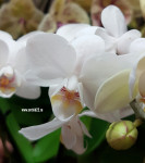 Орхидея Phalaenopsis, multiflora