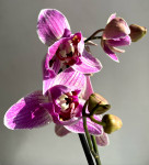 Орхидея Phalaenopsis Strange Magic, peloric