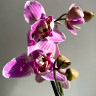 Орхидея Phalaenopsis Strange Magic, peloric