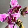 Орхидея Phalaenopsis Strange Magic, peloric
