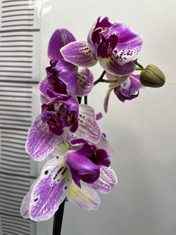 Орхидея Phalaenopsis Strange Magic, peloric