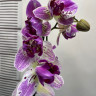 Орхидея Phalaenopsis Strange Magic, peloric