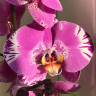 Орхидея Phalaenopsis Victorio (отцвел)