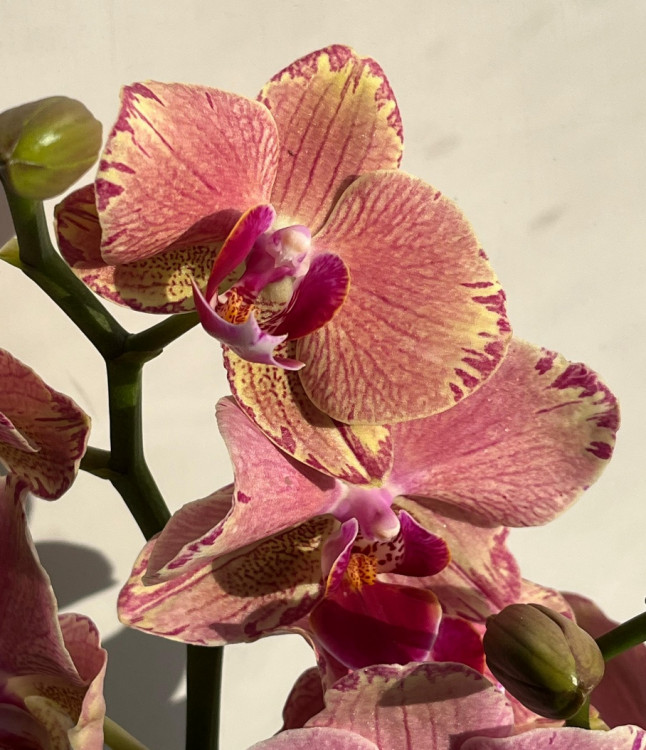 Орхидея Phalaenopsis Pirate Picotee (отцвёл)