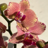 Орхидея Phalaenopsis Pirate Picotee (отцвёл)