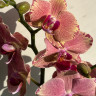 Орхидея Phalaenopsis Pirate Picotee (отцвёл)