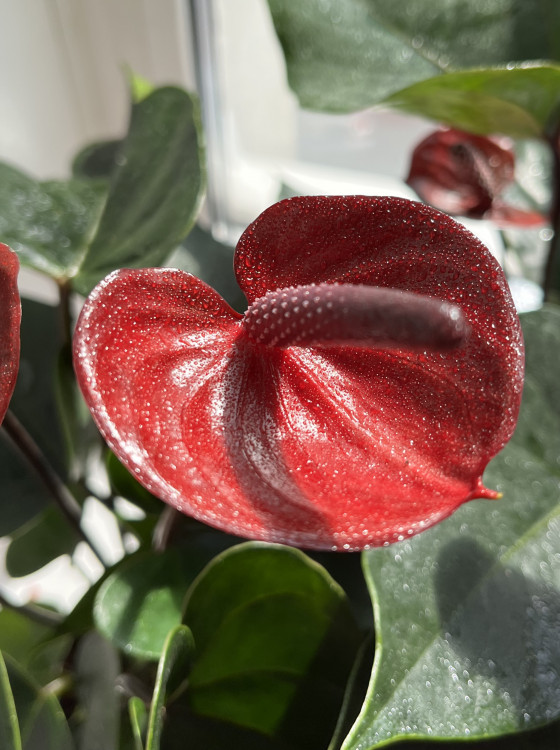 Anthurium King Kong Brown (деленка без цветов)