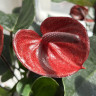 Anthurium King Kong Brown (деленка без цветов)
