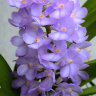 Орхидея Rhynchocentrum Lilac Blossom Mauve (отцвела)