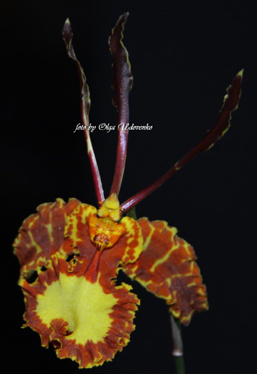 Орхидея Psychopsis Kalihi 'Big' (отцвёл)