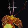 Орхидея Psychopsis Kalihi 'Big' (отцвёл)
