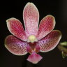 Орхидея Phalaenopsis Caribbean Sunset x minus (еще не цвёл)