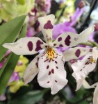 Орхидея Beallara 