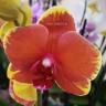 Орхидея Phalaenopsis Surf Song mutation (отцвел) 