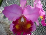 Орхидея Cattleya Laddawan Beauty (отцвела)    