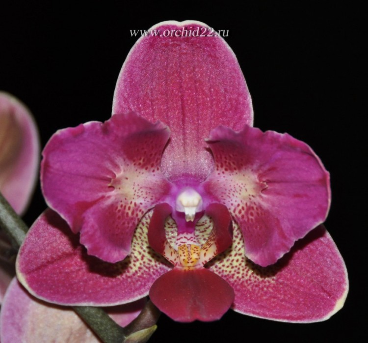Орхидея Phalaenopsis Diamond King (отцвел)