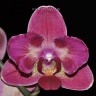 Орхидея Phalaenopsis Diamond King (отцвел)