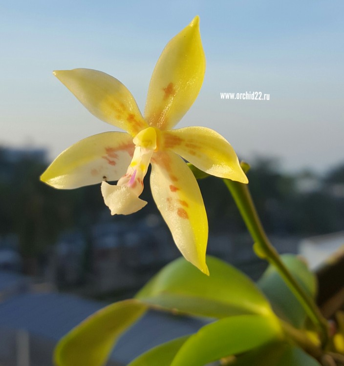 Орхидея Phalaenopsis (отцвёл)   
